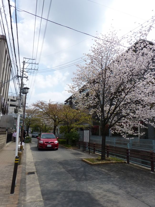妹の家の近くの桜。