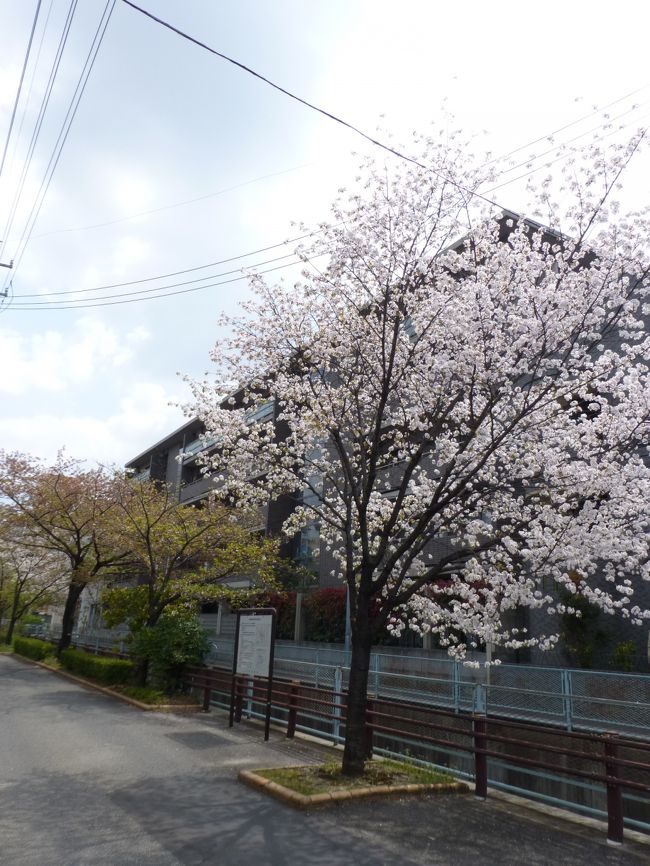 妹の家の近くの桜。