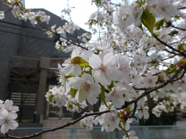 妹の家の近くの桜。