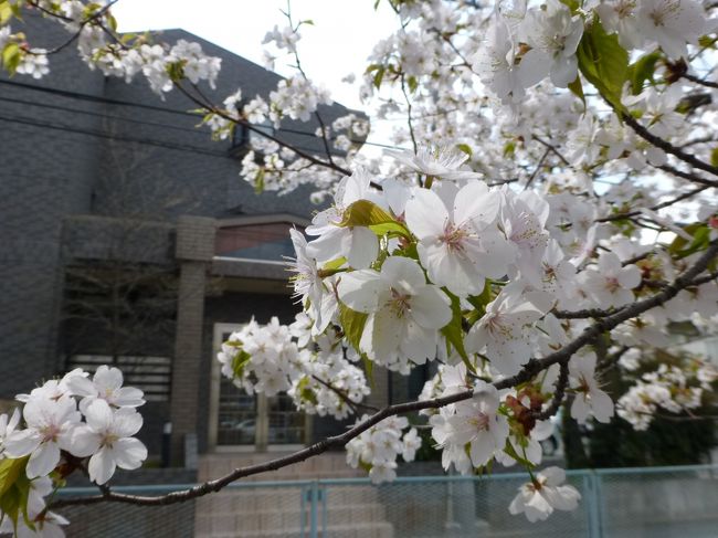 妹の家の近くの桜。
