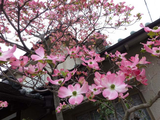 こぶしの花がかわいらしく咲いていました。