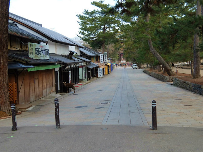 土産店も　まだ、、起きてはいないよう。