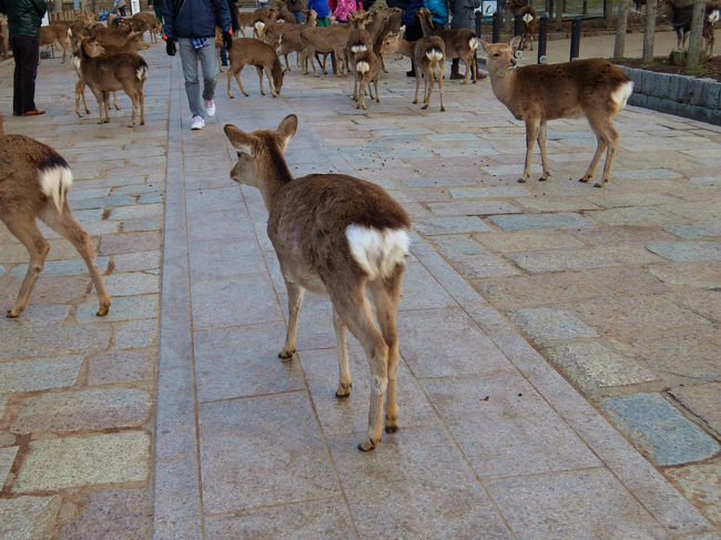 　次回は　大仏殿に　　　　続く