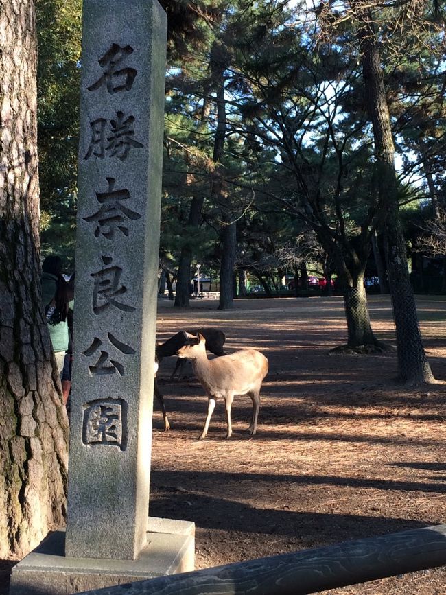 2年ぶりにやって来ました、奈良公園。<br />早速鹿のお出迎え。