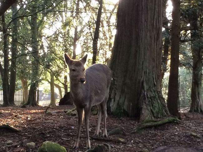 子供の時は鹿が怖かった事を思い出しました。