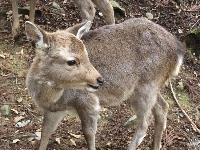 小さい子、あどけなくて可愛い。