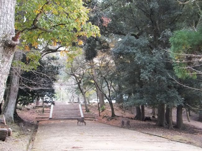奈良公園内は緑が多くていいね♪<br />歩くのが楽しい。