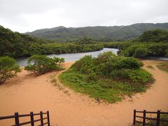 奇跡的に雨が止んでる瞬間に通ったので、
吹通川のヒルギ群落に立ち寄り