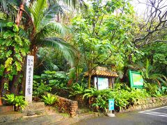 米原のヤエヤマヤシ群落

ぱらぱら雨が降っていたけど、
お土産屋さんが大きな傘を貸してくれました！

この入口から行って帰って10分ほどとのことで、
行ってみることに