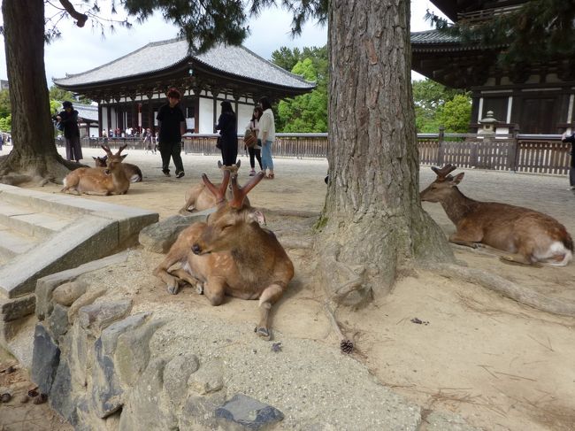 奈良公園に入ると、さっそく鹿さんがまったりしていました。