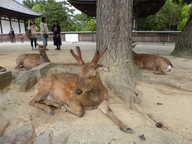 奈良公園でくつろぐ鹿さん。