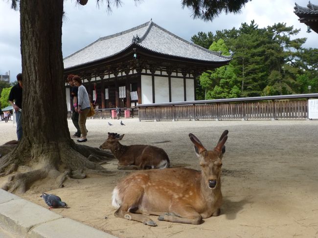 奈良公園でくつろぐ鹿さん。