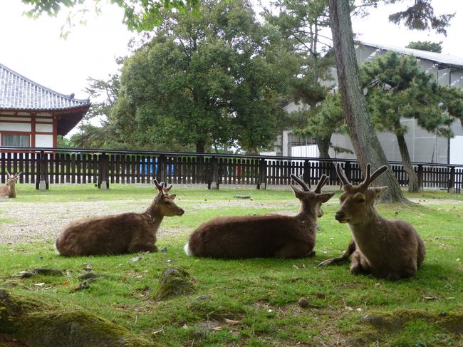 奈良公園でくつろぐ鹿さん。