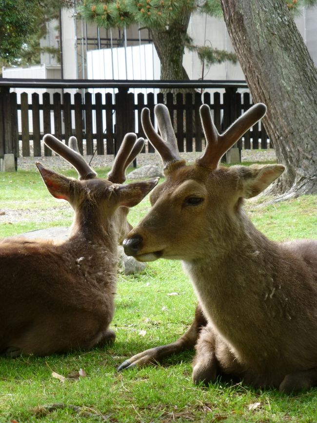 今回の鹿さん撮影で、一番のお気に入りの1枚♪