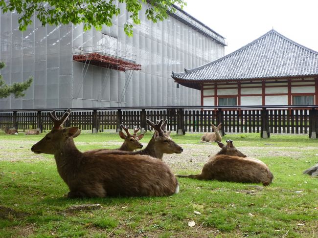 奈良公園でくつろぐ鹿さん。