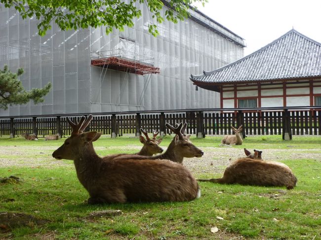 奈良公園でくつろぐ鹿さん。