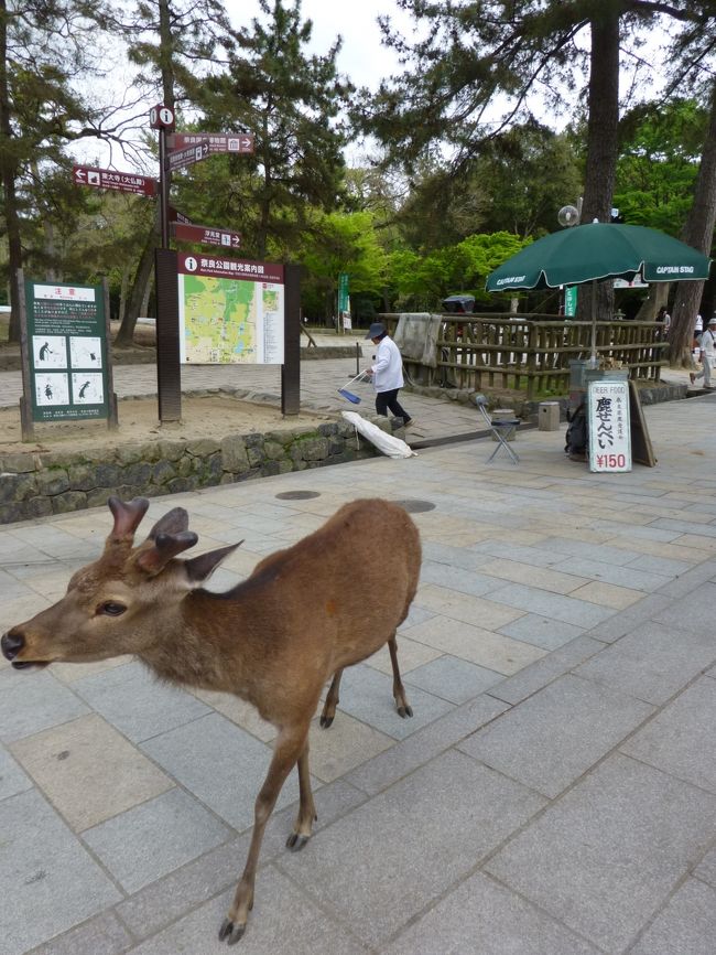 だんなは、奈良公園で鹿にえさをあげるのをとっても楽しみにしていました（笑）