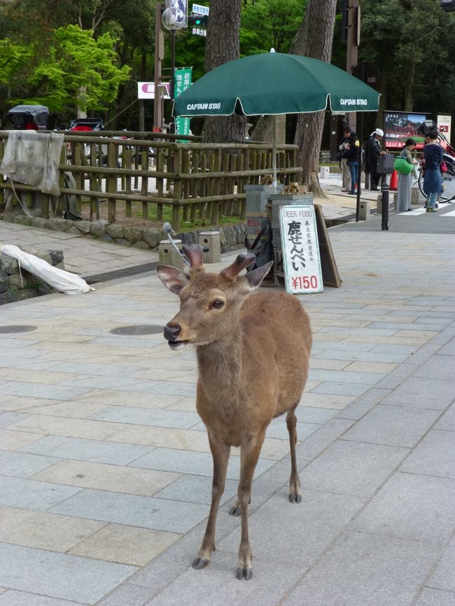 奈良県鹿愛護会の鹿せんべい屋さん<br /><br />鹿せんべい1セット150円