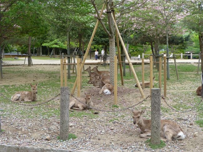 奈良公園でくつろぐ鹿さん。