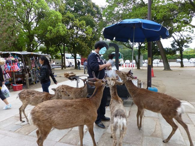 だんな、念願の鹿のえさやり中。ものすごい人気者でした。鹿に・・・（笑）