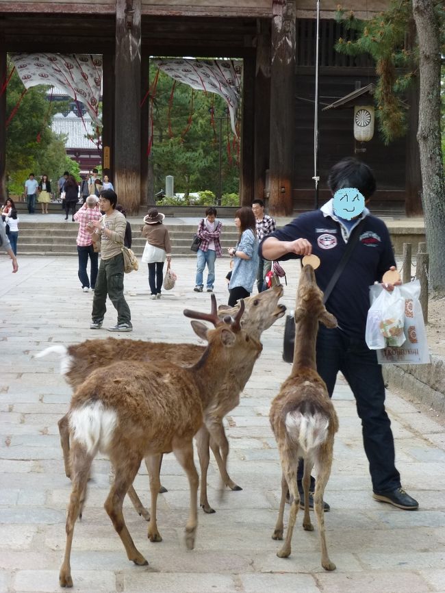 だんな、念願の鹿のえさやり中。鹿の勢いがすごく、てんてこ舞いでした。
