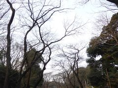 京成上野駅から上野公園へ。
桜並木。