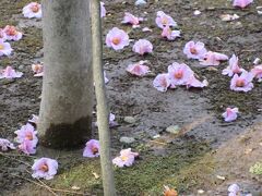 寂しくて、花は散る。