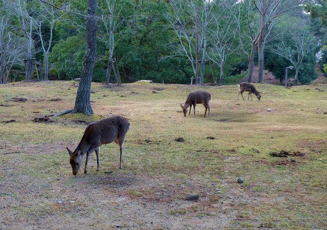 付近の鹿たち　人には目もくれず　ゆうゆう、、<br /><br />　それぞれの動きをしています。