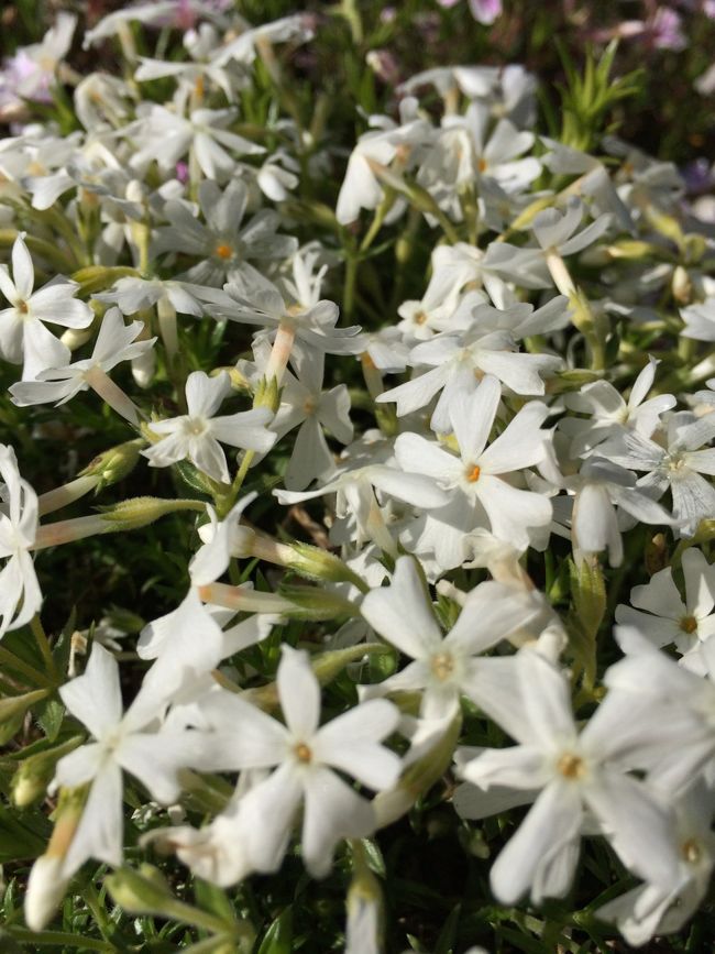 リトル・ドット