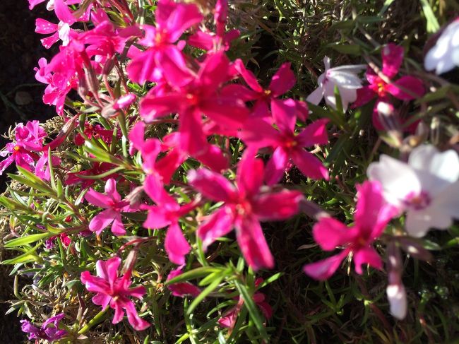 スカーレット・フレーム