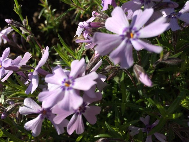 オータムローズ