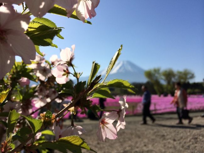 桜越しの富士山と芝桜