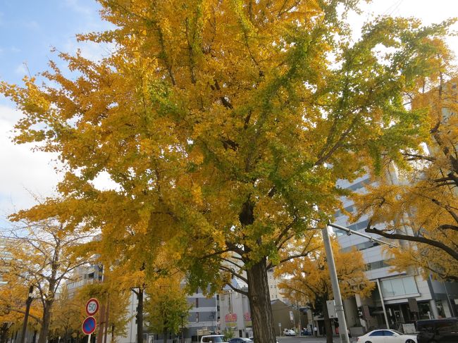 銀杏の木が本当に綺麗♪