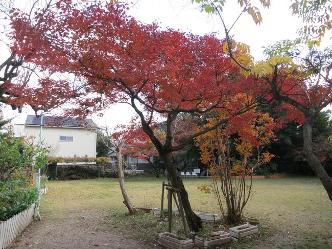 こちらは紅葉していますぅ☆