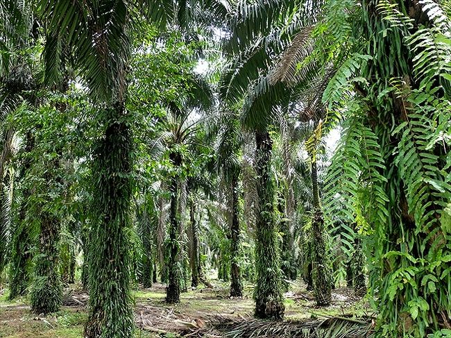 フェアリー・ケイブを去ってセリキンの村方向へ。<br /><br />途中にあったオイル・パームの林にちょっと入ってみた。<br /><br />幹にまでシダがぎっしり生い茂るその生命力！