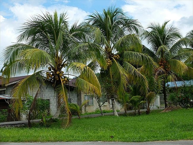 セリキンの村。<br /><br />村を貫くメイン・ストリートから一歩脇に入るとこんなのどかな風景。<br />普段は農業で生計を立てているのかな。