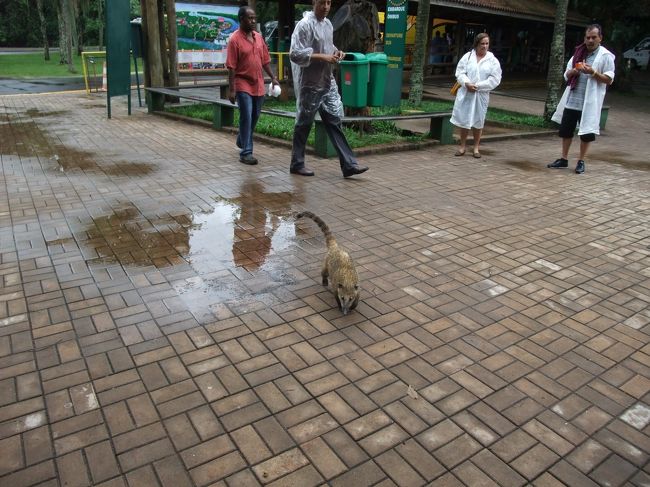 ハナグマ、かわいいですがエサはあげないようにしましょう。
