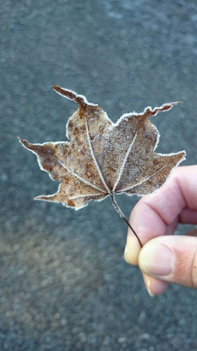 24日の朝ゎ寒かった。落ち葉に霜。