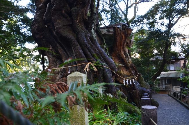 熱海へ 1 熱海駅から来宮神社 15 01 31 熱海 静岡県 の旅行記 ブログ By てんとう虫さん フォートラベル 熱海へ 1 熱海駅から来宮神社 15 01 31 熱海 静岡県 の旅行記 ブログ By てんとう虫さん フォートラベル