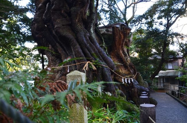 熱海へ 1 熱海駅から来宮神社 15 01 31 熱海 静岡県 の旅行記 ブログ By てんとう虫さん フォートラベル