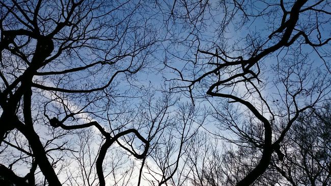 血管の様な感じだったので1枚パシャリ!