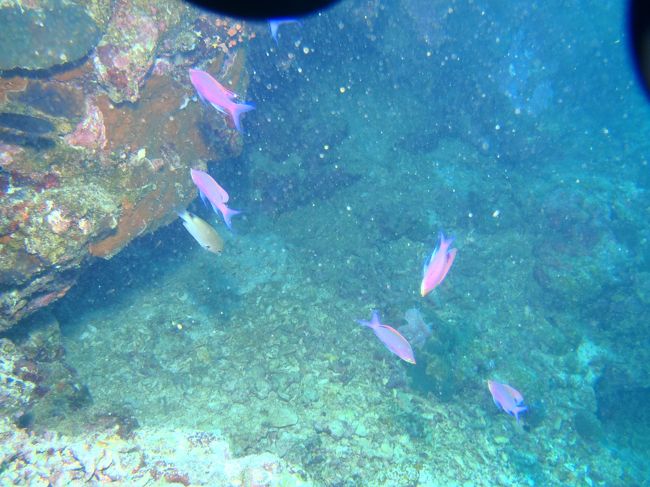 パープルビューティー