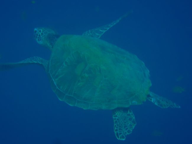アオウミガメ。<br />おっきいタイマイもサンゴの上で寝てました♪