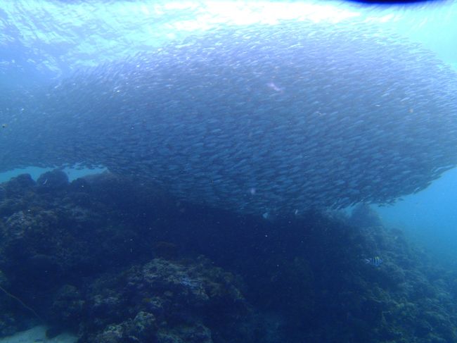 モアルボアル名物イワシ玉。結局ニタリは見れず・・・