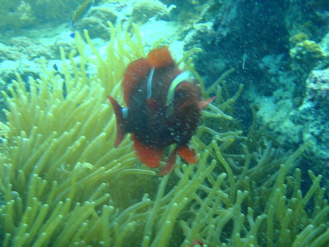 スパインチークアネモネフィッシュ。あまりかわいくない。