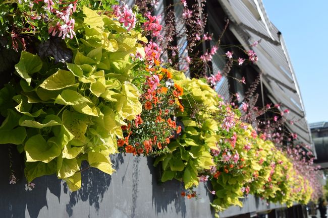 ホテルの入り口そばの花達