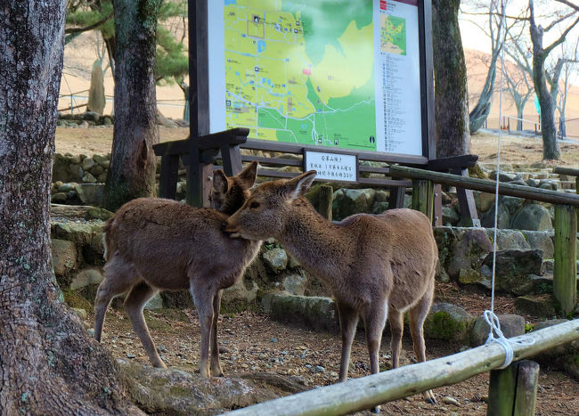 鹿　二匹　仲が良い様子。<br /><br />　鹿せんべいもねだってこない。<br /><br />　　