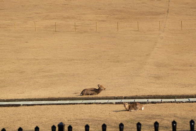 いつも見ても　奈良の若草山<br /><br />　　ゆっくりの時間が流れていますね。