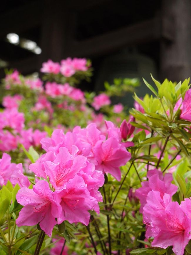 私もカメラ練習☆<br /><br />