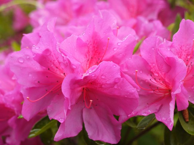 花びらに水滴がキラリ☆<br /><br />さっき小雨が降ったからね。<br />けどそのほうが植物はイキイキしていいよね〜